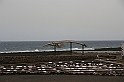 Kanary_2010 180